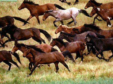 HD Animals Wallpapers: Black Wild Horses Wallpapers | Pferde fotografie ...