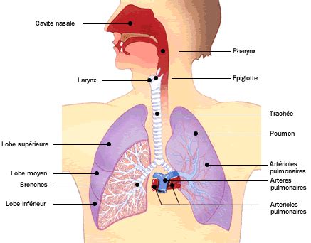 Appareil Respiratoire On Emaze 20790 | Hot Sex Picture