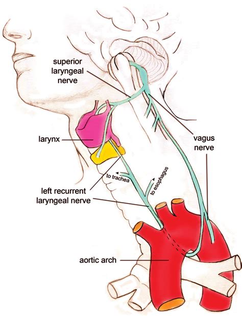 Recurrent laryngeal nerve design