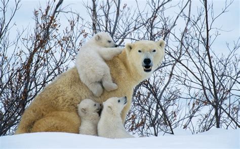 polar bear family | critters | Pinterest