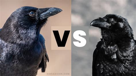 Crows Vs Ravens | They Are Not The Same | Birds Advice