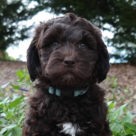 Puppies for sale - Labradoodle, Miniature, Medium, Standard Labradoodle - ##f_category## in ...