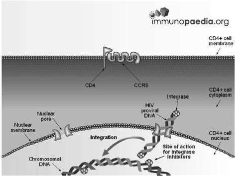 Integrase inhibitors prevent the action of the viral enzyme integrase... | Download Scientific ...