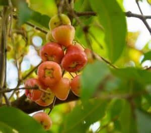 How to Grow Cashew Trees | Cashew Tree Care Tips - Belo Garden