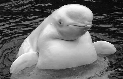 jyxuvawaky: beluga whale pictures