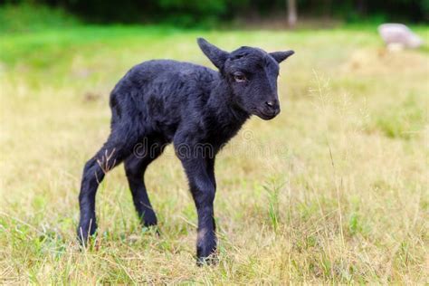 The Little Black Baby Goats in the Meadow. Stock Photo - Image of ...