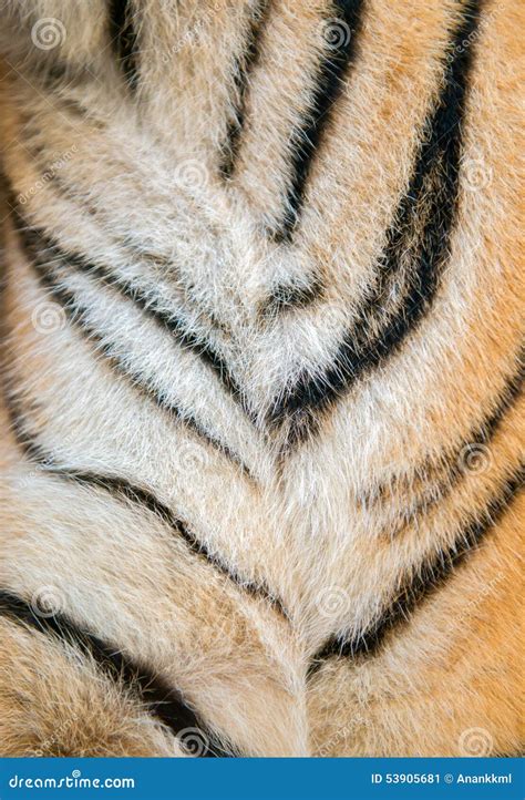 Bengal tiger fur stock image. Image of mammal, predator - 53905681