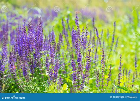 Lavender bush in garden stock photo. Image of garden - 128879568