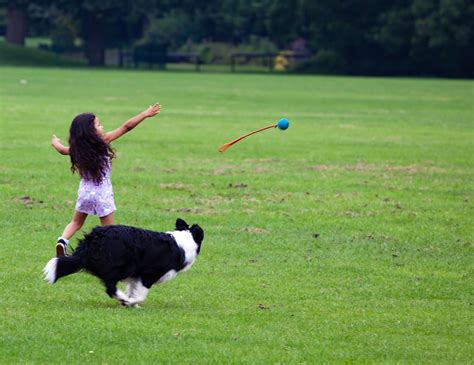 3 Jeux qui rendent un chien heureux