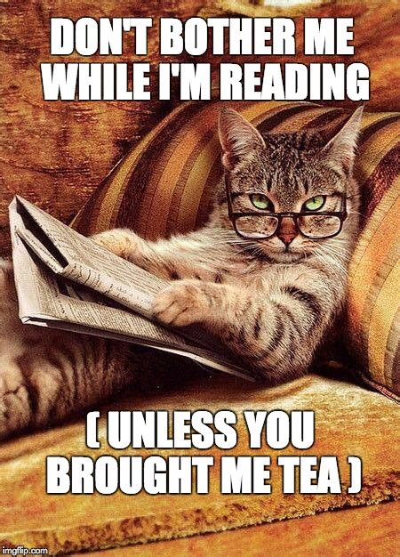 cat reading - Imgflip