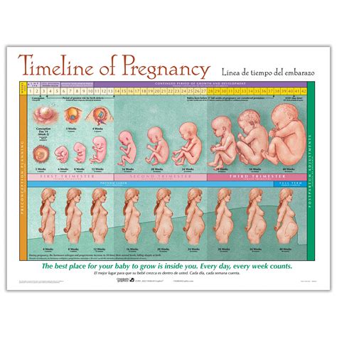 Timeline Of Pregnancy Chart | Childbirth Graphics