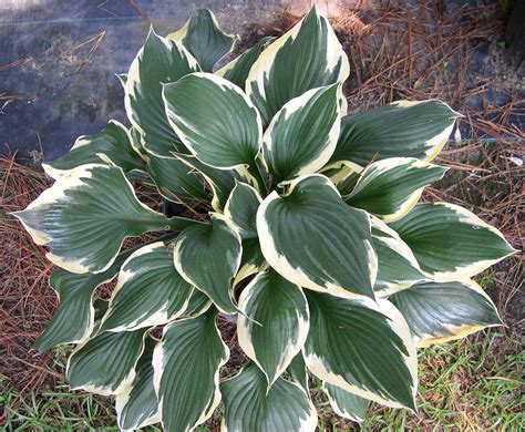 Hosta 'Patriot' Plantain Lily - Artisan Aquatics