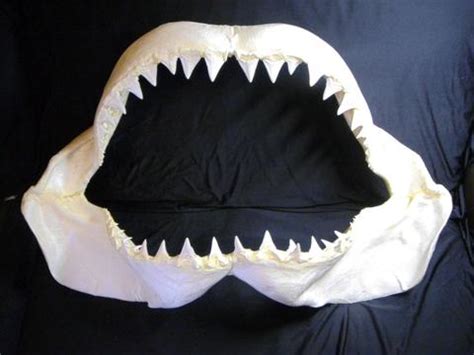 Great White Shark Teeth Jaws Taxidermy | Taiwantrade.com