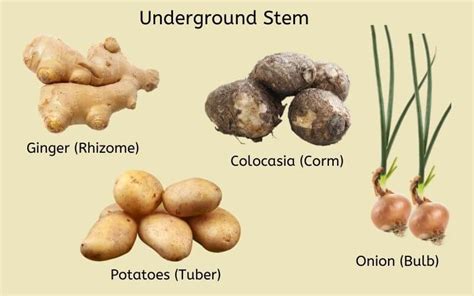 Explained! Plant Stem: Parts of a Stem, Types & Functions of Stem