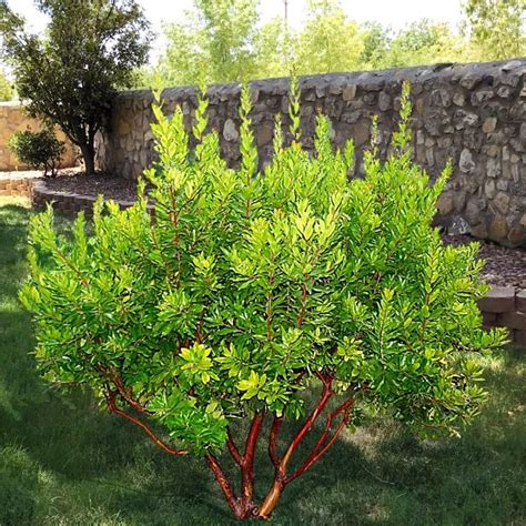 Arbutus Unedo Multi | Strawberry tree, Arbutus unedo, Potted olive tree