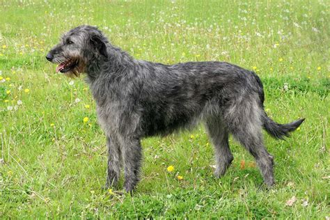 The Top 4 Irish Wolfhound Breeders In The U.S.