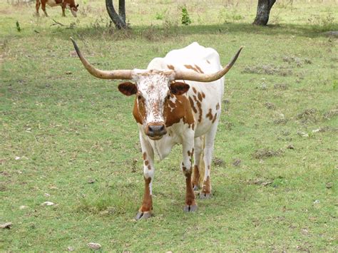 Download Cattle Animal Longhorn Cattle Wallpaper