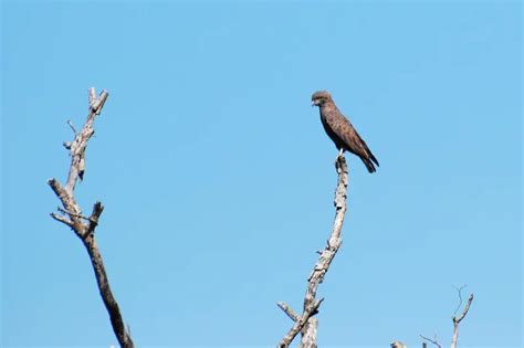 Brown snake eagle - Facts, Diet, Habitat & Pictures on Animalia.bio