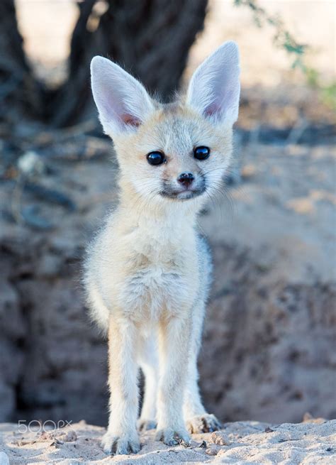 Cape fox baby - A young Cape fox standing in front of a hole in the ground. | Baby fox pet, Baby ...