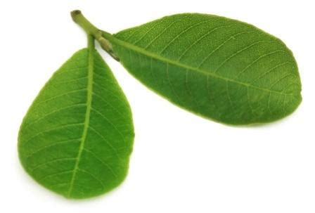 Terminalia arjuna Benefits, How To Use, Research, Side Effects