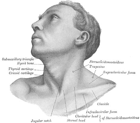 Fosa infraclavicular - Infraclavicular fossa - abcdef.wiki