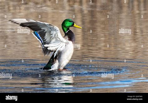 Drake mallard duck displaying Stock Photo - Alamy