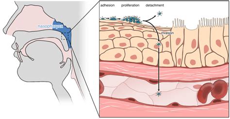 | Life cycle of N. meningitidis. The human nasopharynx is the sole ...