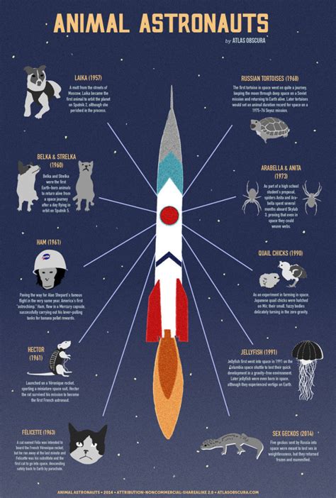 Animal astronauts: Infographics of animals in space - Strange Sounds