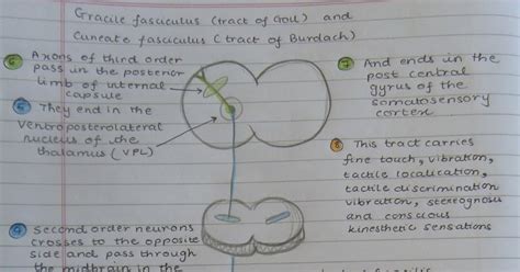 Medicowesome: Fasciculus gracilis and cuneatus