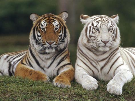 White Tiger Cubs With Blue Eyes Wallpaper | Wallpapers Gallery