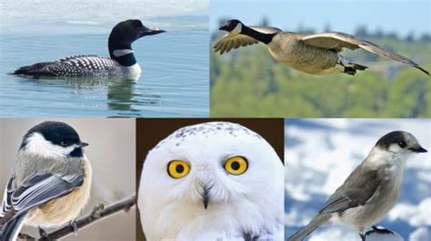 5 birds face off for national title of Canada's bird | CBC News