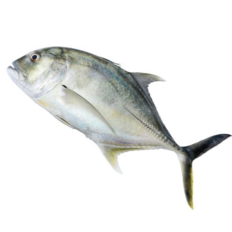 Shop Trevally 1 kg Online | London Grocery