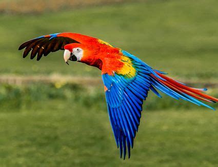 Types of Macaws to Consider as a Pet