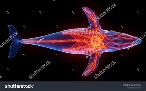 3d Illustration Humpback Whale Anatomy Cardiovascular Stock ...