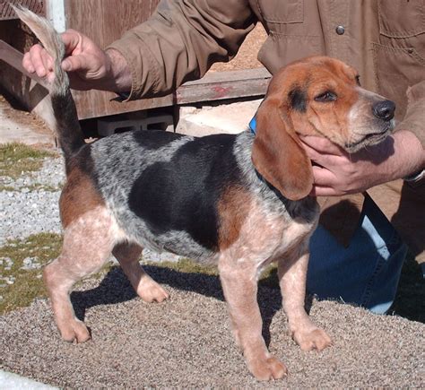 Bluetick-Beagle-Puppies-Picture - Dog Breeders Guide