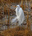 Category:Birds of Lake Woodruff National Wildlife Refuge - Wikimedia ...