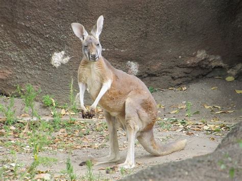 Kangaroo At The Zoo Free Stock Photo - Public Domain Pictures