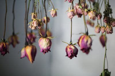 Dried Flower Preservation Guide – How To Dry Flowers From Your Garden