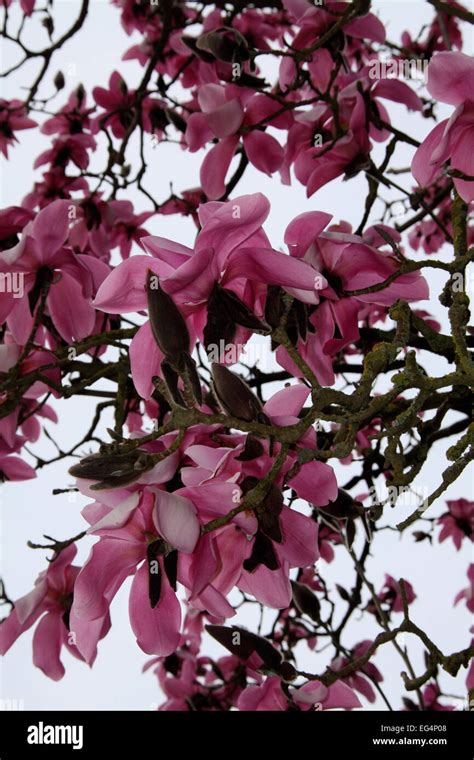 Pink Magnolia Tree Stock Photo - Alamy