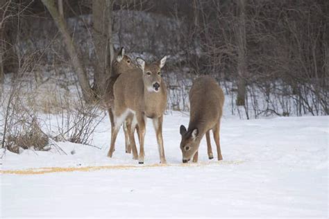 7 Deer Baiting Tips to Bring in the Bucks » targetcrazy.com