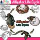 Alligator Life Cycle Clipart: Animal Clip Art, Black & White Color PNG ...