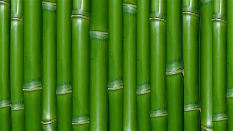 Bamboo Pictures Wallpaper - WallpaperSafari