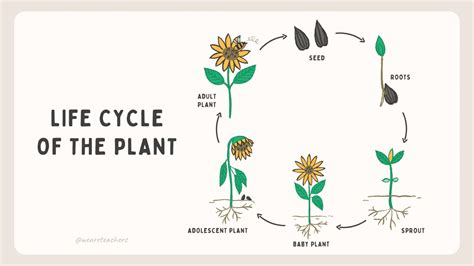 Plant Life Cycle: Classroom Resources and Free Google Slides