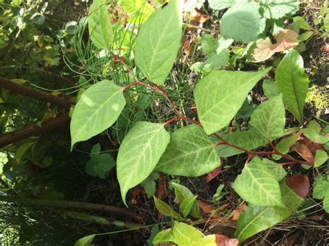 Japanese Knotweed Removal in Radcliffe - Weedtec