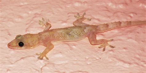 Tropical House Gecko (Hemidactylus mabouia) at Herpedia™.com