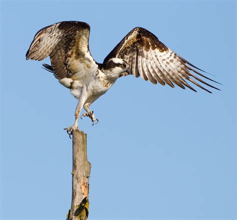 What Is a Seahawk? | BirdNote