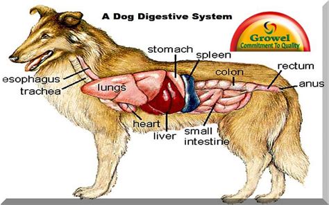 How is a Dog Digestive System Functioning? - Growel Agrovet Private Limited