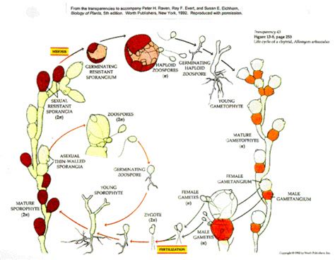 Life Cycle Of Fungi Diagram - Drivenheisenberg