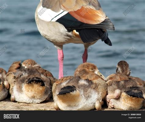 Egyptian Geese, Late Image & Photo (Free Trial) | Bigstock