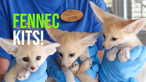 Fennec Fox Kits! - YouTube